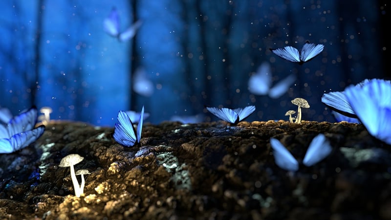 Enchanted views