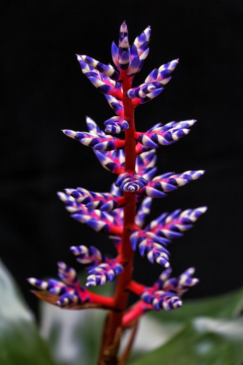 Silver Vase Plant