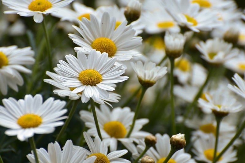 Enchanting Flowers